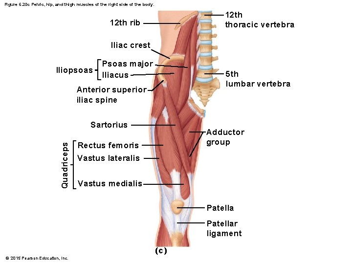 Figure 6. 20 c Pelvic, hip, and thigh muscles of the right side of