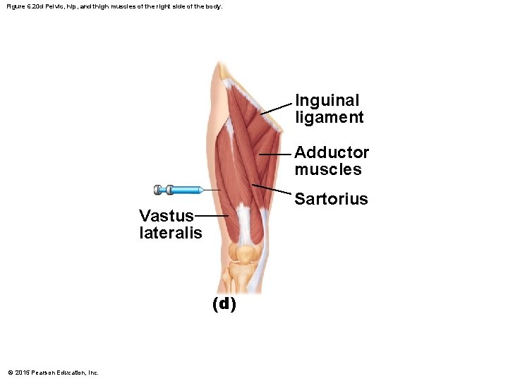 Figure 6. 20 d Pelvic, hip, and thigh muscles of the right side of