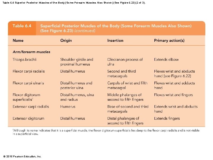 Table 6. 4 Superior Posterior Muscles of the Body (Some Forearm Muscles Also Shown)