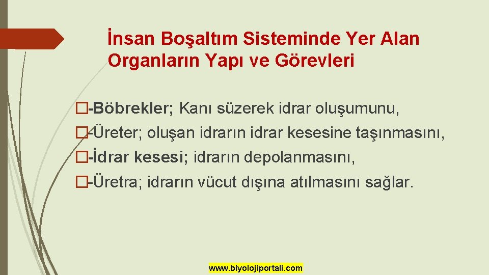 İnsan Boşaltım Sisteminde Yer Alan Organların Yapı ve Görevleri �-Böbrekler; Kanı süzerek idrar oluşumunu,