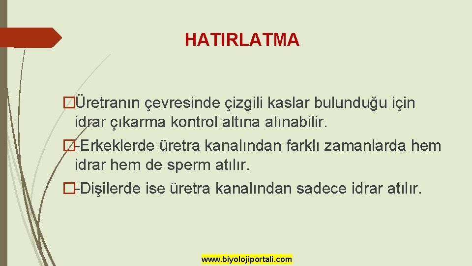 HATIRLATMA �Üretranın çevresinde çizgili kaslar bulunduğu için idrar çıkarma kontrol altına alınabilir. �-Erkeklerde üretra