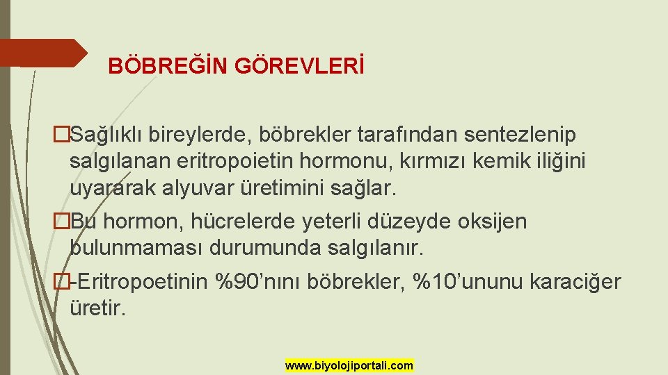 BÖBREĞİN GÖREVLERİ �Sağlıklı bireylerde, böbrekler tarafından sentezlenip salgılanan eritropoietin hormonu, kırmızı kemik iliğini uyararak