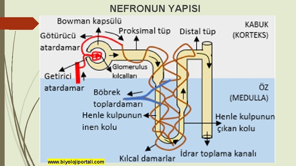NEFRONUN YAPISI www. biyolojiportali. com 