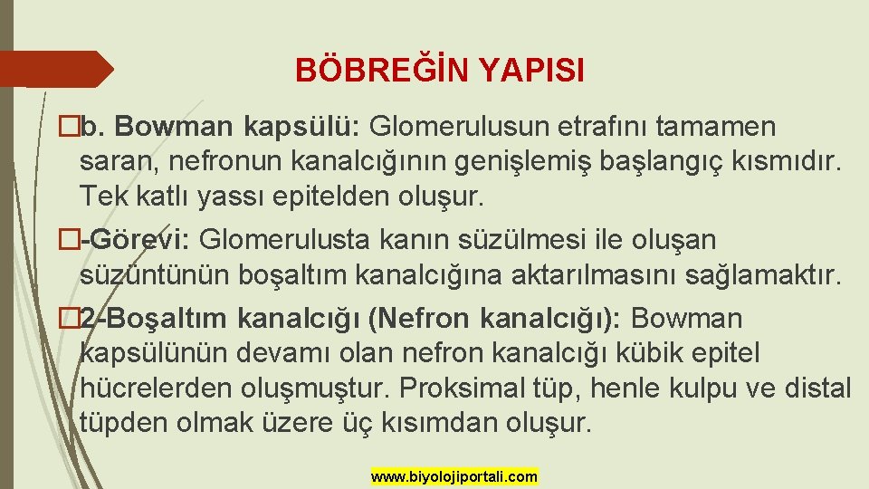 BÖBREĞİN YAPISI �b. Bowman kapsülü: Glomerulusun etrafını tamamen saran, nefronun kanalcığının genişlemiş başlangıç kısmıdır.