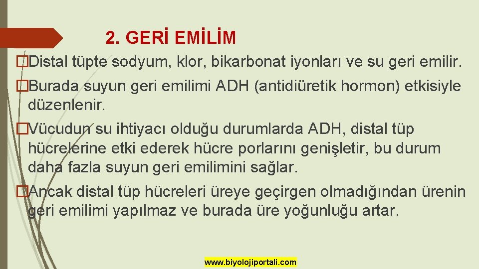 2. GERİ EMİLİM �Distal tüpte sodyum, klor, bikarbonat iyonları ve su geri emilir. �Burada