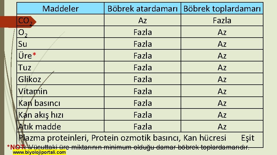 Maddeler Böbrek atardamarı Böbrek toplardamarı CO 2 Az Fazla O 2 Fazla Az Su