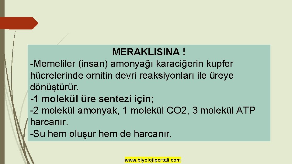 MERAKLISINA ! -Memeliler (insan) amonyağı karaciğerin kupfer hücrelerinde ornitin devri reaksiyonları ile üreye dönüştürür.