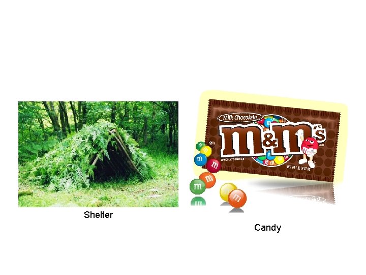 Shelter Candy 