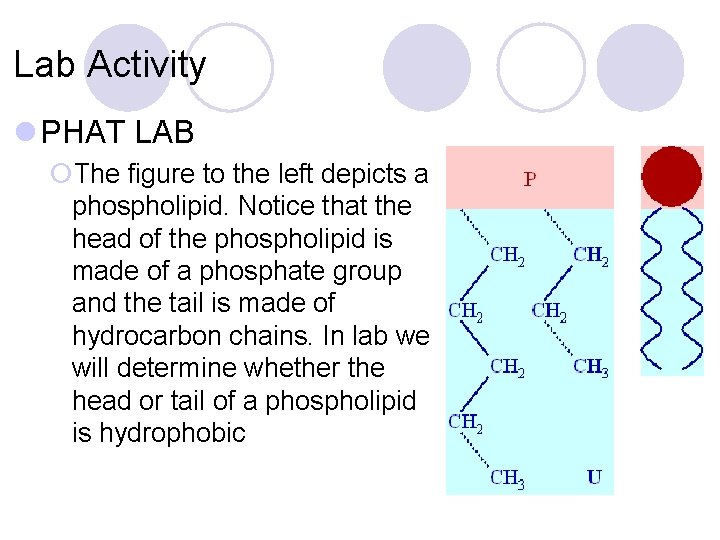 Lab Activity l PHAT LAB ¡The figure to the left depicts a phospholipid. Notice