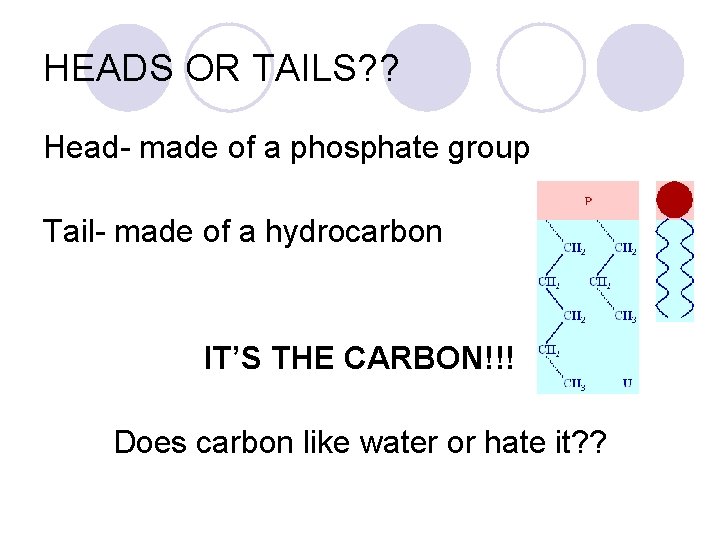 HEADS OR TAILS? ? Head- made of a phosphate group Tail- made of a