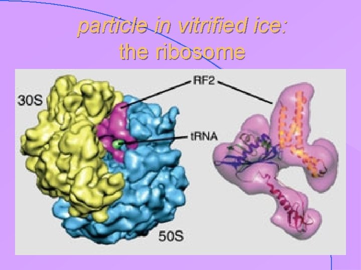 particle in vitrified ice: the ribosome 
