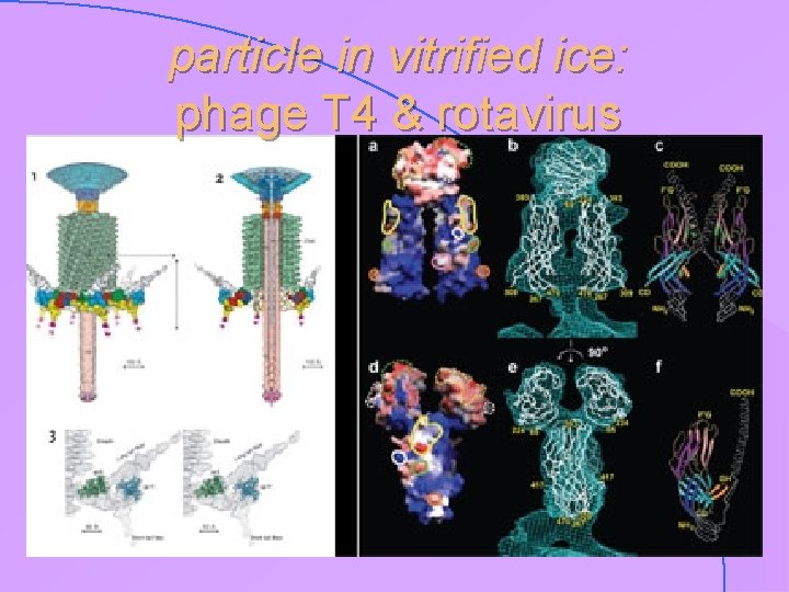 particle in vitrified ice: phage T 4 & rotavirus 