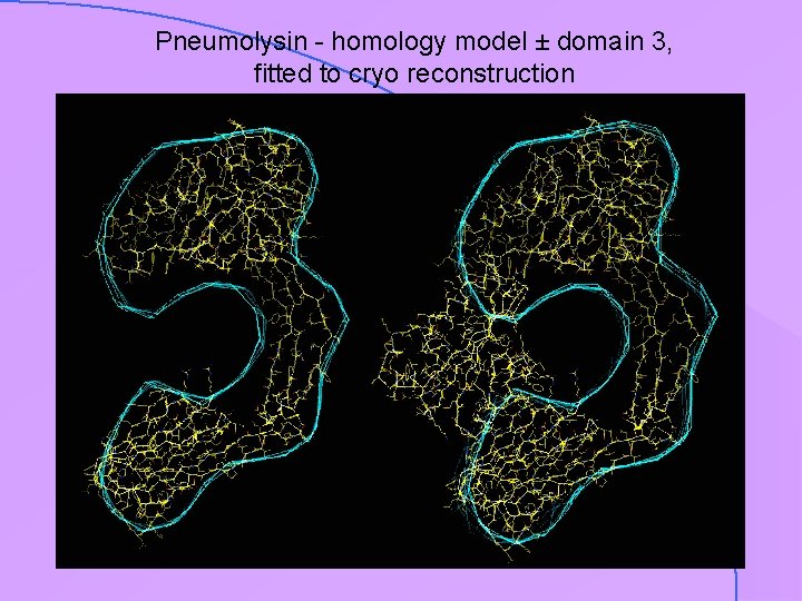 Pneumolysin - homology model ± domain 3, fitted to cryo reconstruction 