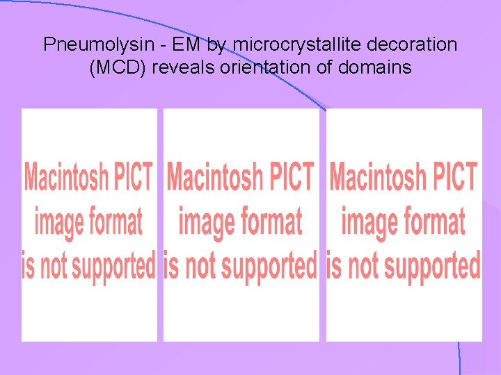 Pneumolysin - EM by microcrystallite decoration (MCD) reveals orientation of domains 