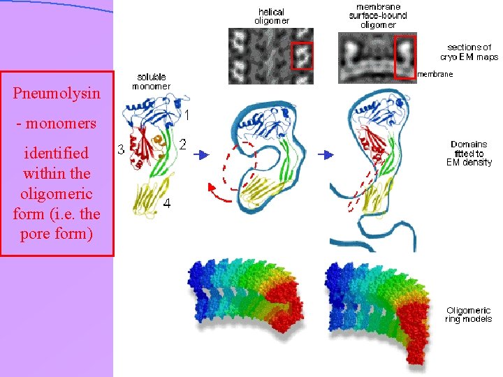 Pneumolysin - monomers identified within the oligomeric form (i. e. the pore form) 