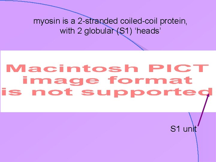 myosin is a 2 -stranded coiled-coil protein, with 2 globular (S 1) ‘heads’ S