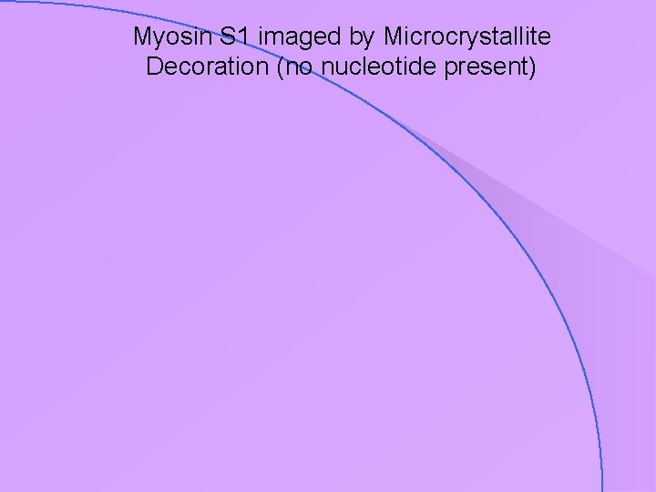 Myosin S 1 imaged by Microcrystallite Decoration (no nucleotide present) 