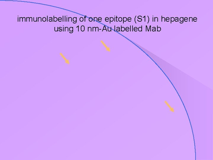 immunolabelling of one epitope (S 1) in hepagene using 10 nm-Au labelled Mab 