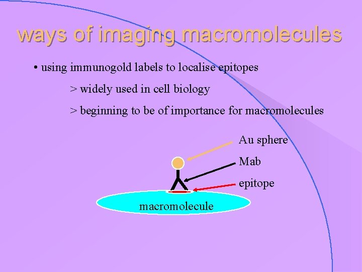 ways of imaging macromolecules • using immunogold labels to localise epitopes > widely used