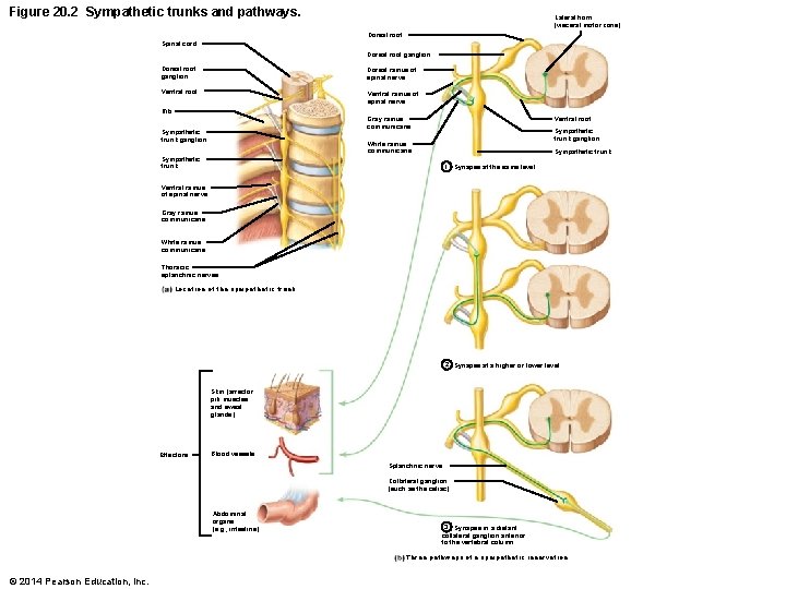 Figure 20. 2 Sympathetic trunks and pathways. Lateral horn (visceral motor zone) Dorsal root
