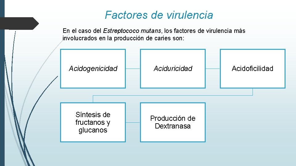Factores de virulencia En el caso del Estreptococo mutans, los factores de virulencia más