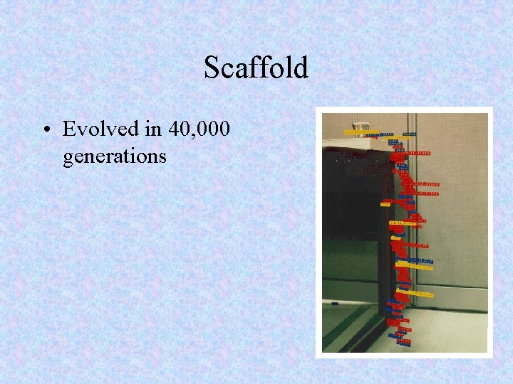 Scaffold • Evolved in 40, 000 generations 