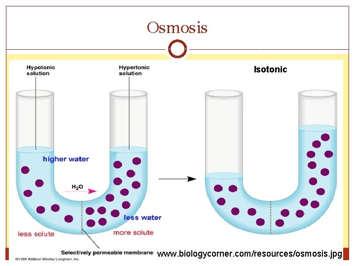 Osmosis Isotonic www. biologycorner. com/resources/osmosis. jpg 