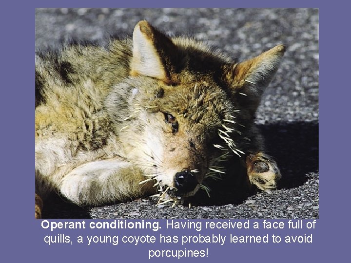 Operant conditioning. Having received a face full of quills, a young coyote has probably