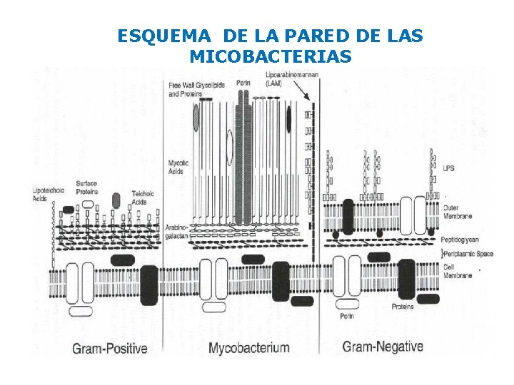 ESQUEMA DE LA PARED DE LAS MICOBACTERIAS 