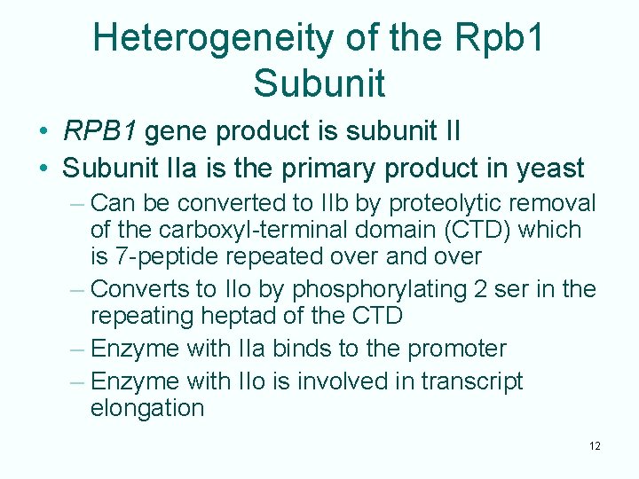 Heterogeneity of the Rpb 1 Subunit • RPB 1 gene product is subunit II