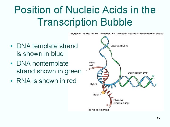 Position of Nucleic Acids in the Transcription Bubble • DNA template strand is shown