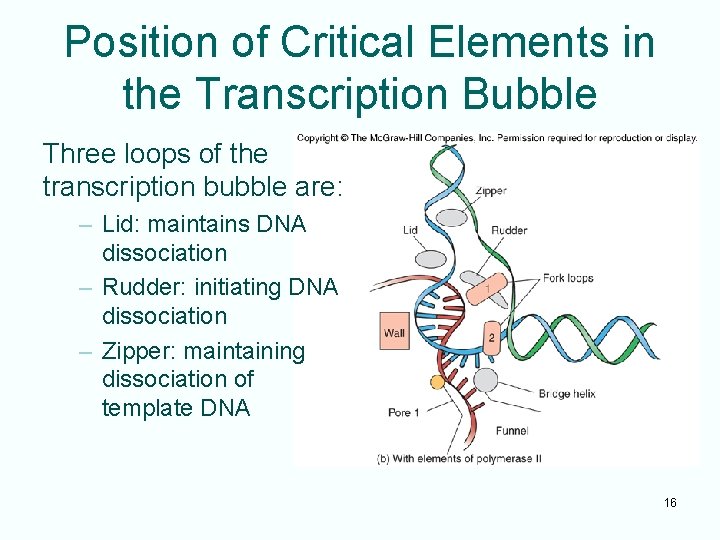 Position of Critical Elements in the Transcription Bubble Three loops of the transcription bubble