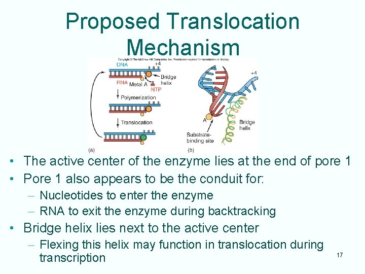 Proposed Translocation Mechanism • The active center of the enzyme lies at the end