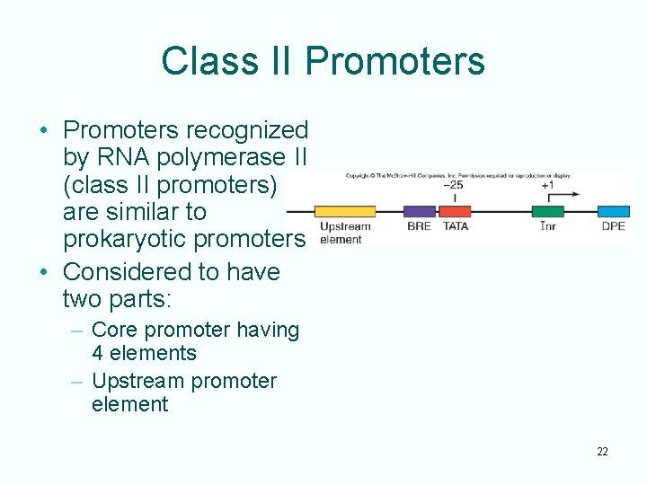 Class II Promoters • Promoters recognized by RNA polymerase II (class II promoters) are