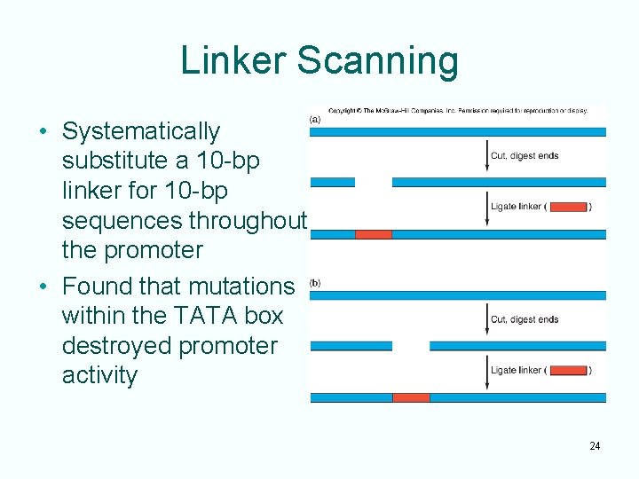 Linker Scanning • Systematically substitute a 10 -bp linker for 10 -bp sequences throughout