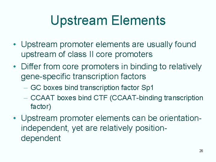 Upstream Elements • Upstream promoter elements are usually found upstream of class II core