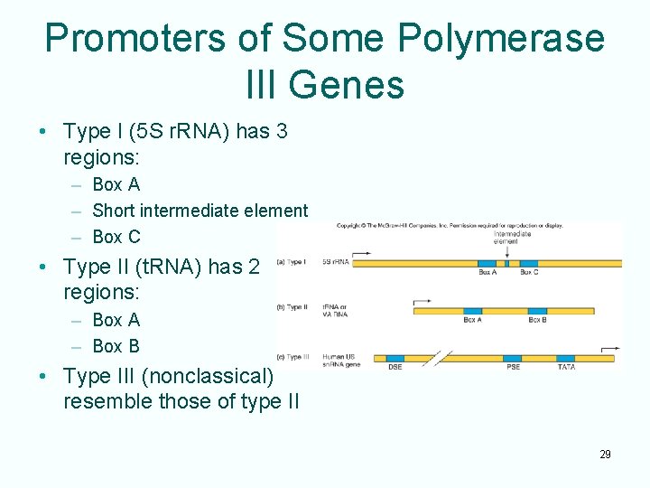 Promoters of Some Polymerase III Genes • Type I (5 S r. RNA) has