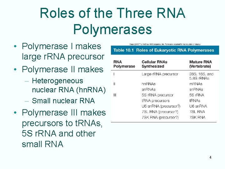 Roles of the Three RNA Polymerases • Polymerase I makes large r. RNA precursor