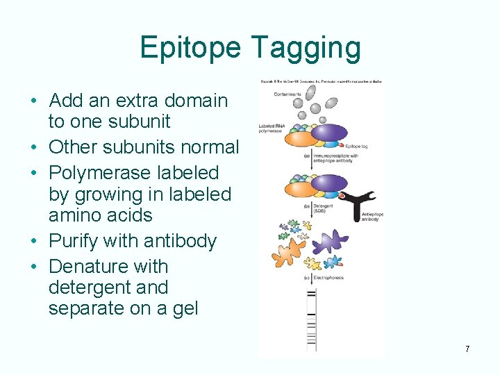 Epitope Tagging • Add an extra domain to one subunit • Other subunits normal