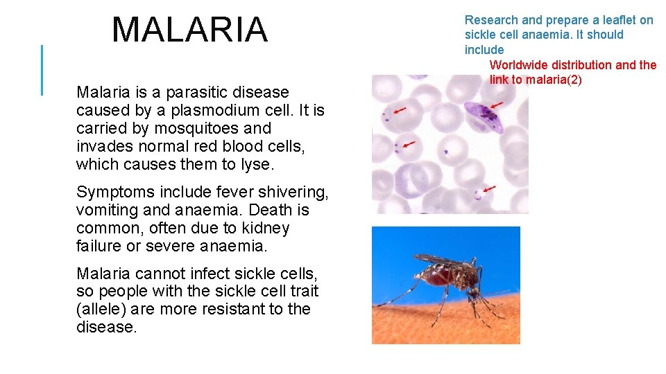 MALARIA Malaria is a parasitic disease caused by a plasmodium cell. It is carried