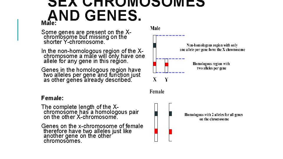 SEX CHROMOSOMES AND GENES. Male: Some genes are present on the Xchromosome but missing