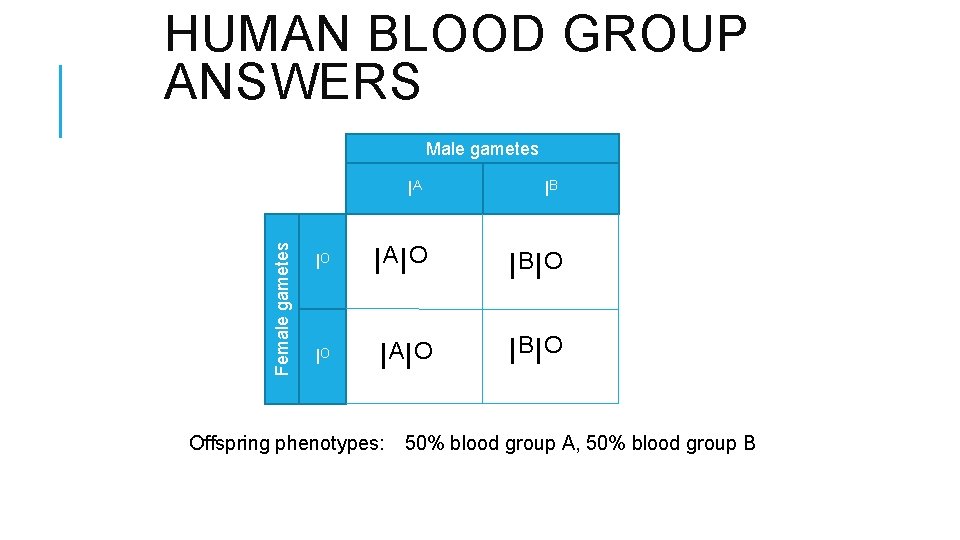 HUMAN BLOOD GROUP ANSWERS Female gametes Male gametes IA IB IO IAIO IBIO Offspring