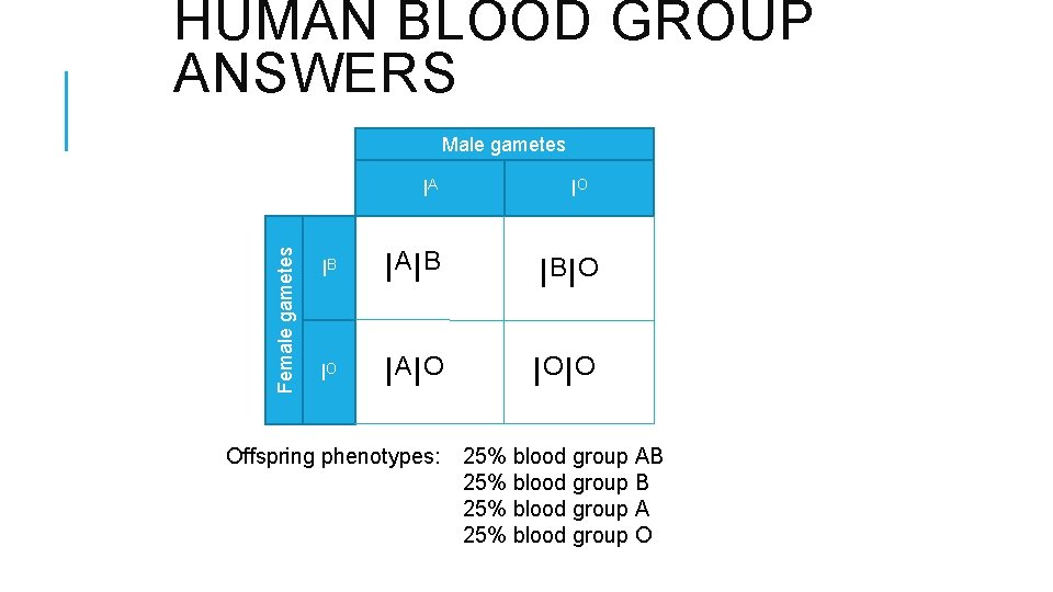 HUMAN BLOOD GROUP ANSWERS Male gametes Female gametes IA IO IB IAIB IBIO IO
