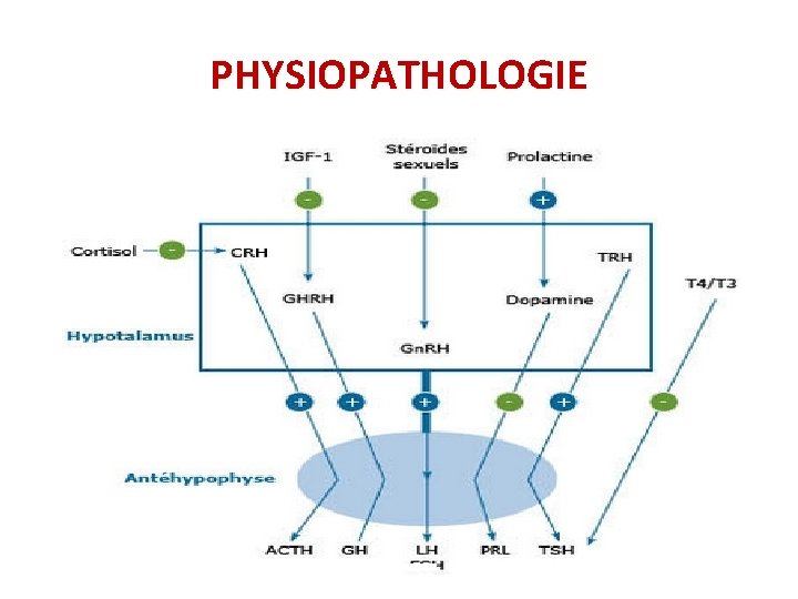 PHYSIOPATHOLOGIE 