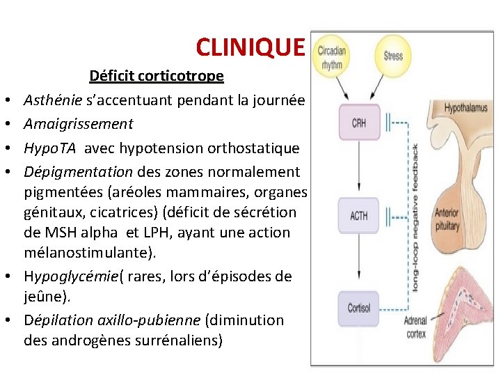 CLINIQUE • • • Déficit corticotrope Asthénie s’accentuant pendant la journée Amaigrissement Hypo. TA