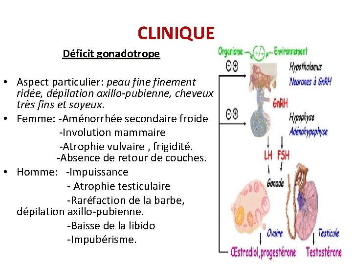 CLINIQUE Déficit gonadotrope • Aspect particulier: particulier peau finement ridée, dépilation axillo-pubienne, cheveux très