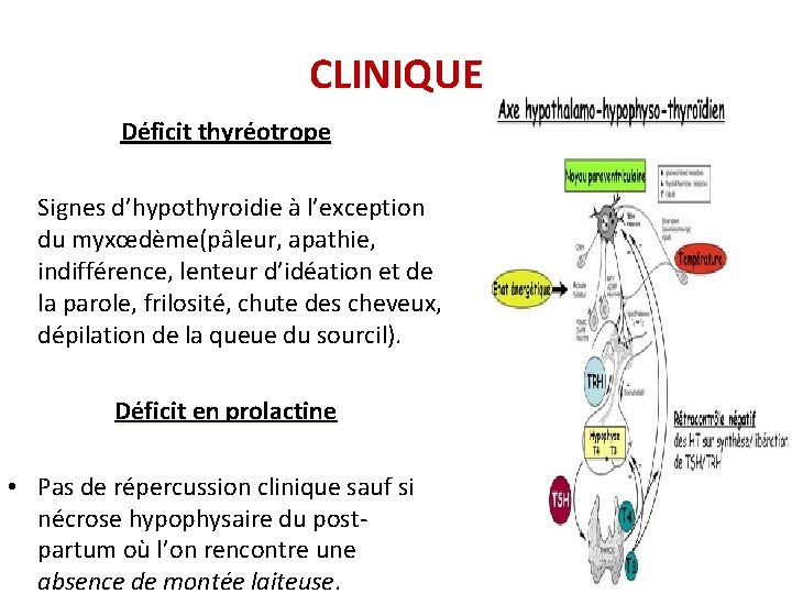 CLINIQUE Déficit thyréotrope Signes d’hypothyroidie à l’exception du myxœdème(pâleur, apathie, indifférence, lenteur d’idéation et