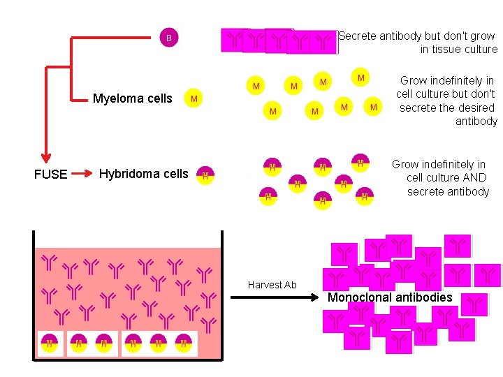 Secrete antibody but don't grow in tissue culture Grow indefinitely in cell culture but
