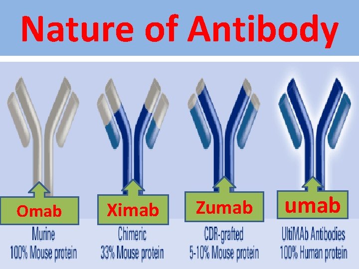 Nature of Antibody Omab Ximab Zumab 