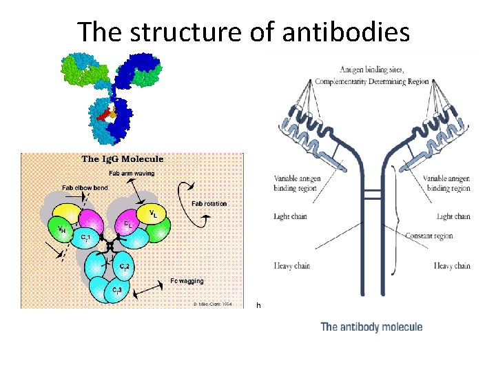 The structure of antibodies http: //www. path. cam. ac. uk/~mrc 7/igs/mikeimages. html • 